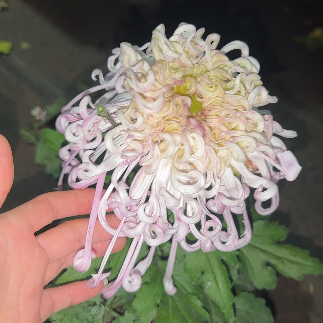 无花朵沽水流霞独本一颗