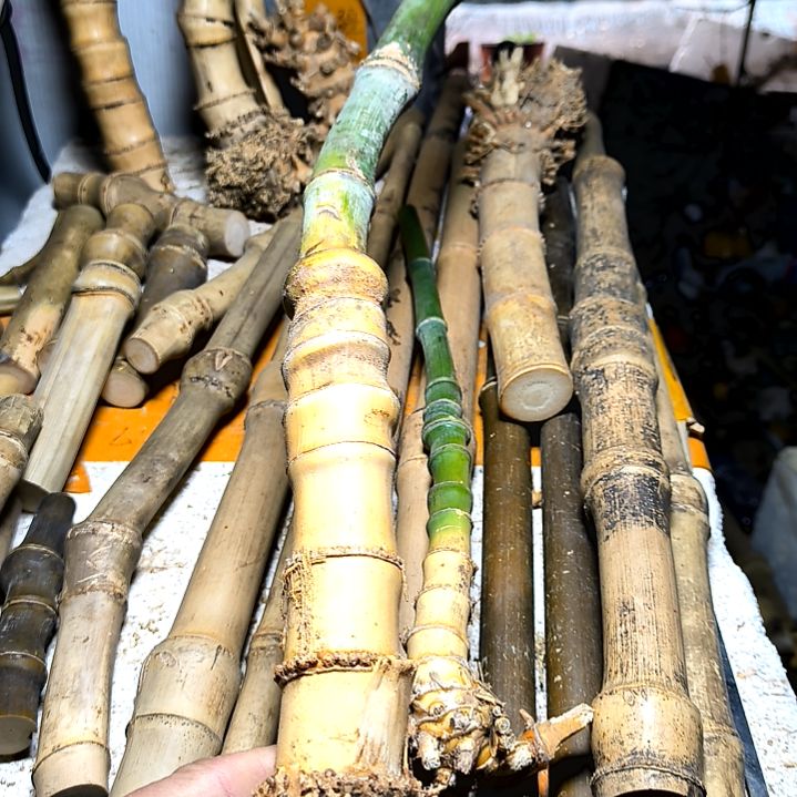 中**起实心玉竹毛料手持