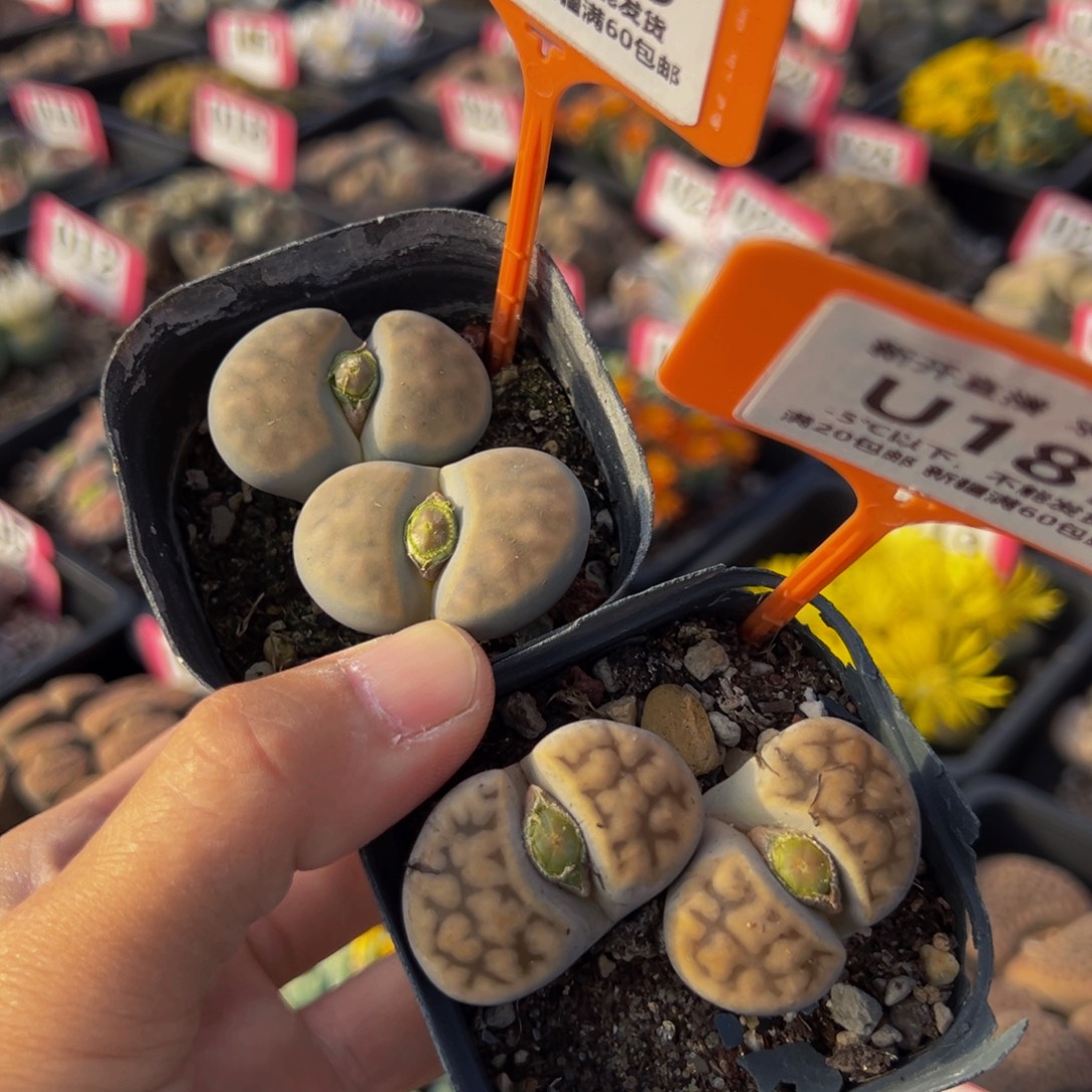 186.187 一物一拍，默认有伤，介意勿拍，不退不换