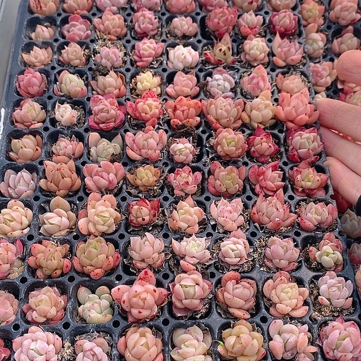 7 多肉植物盆栽花卉植物