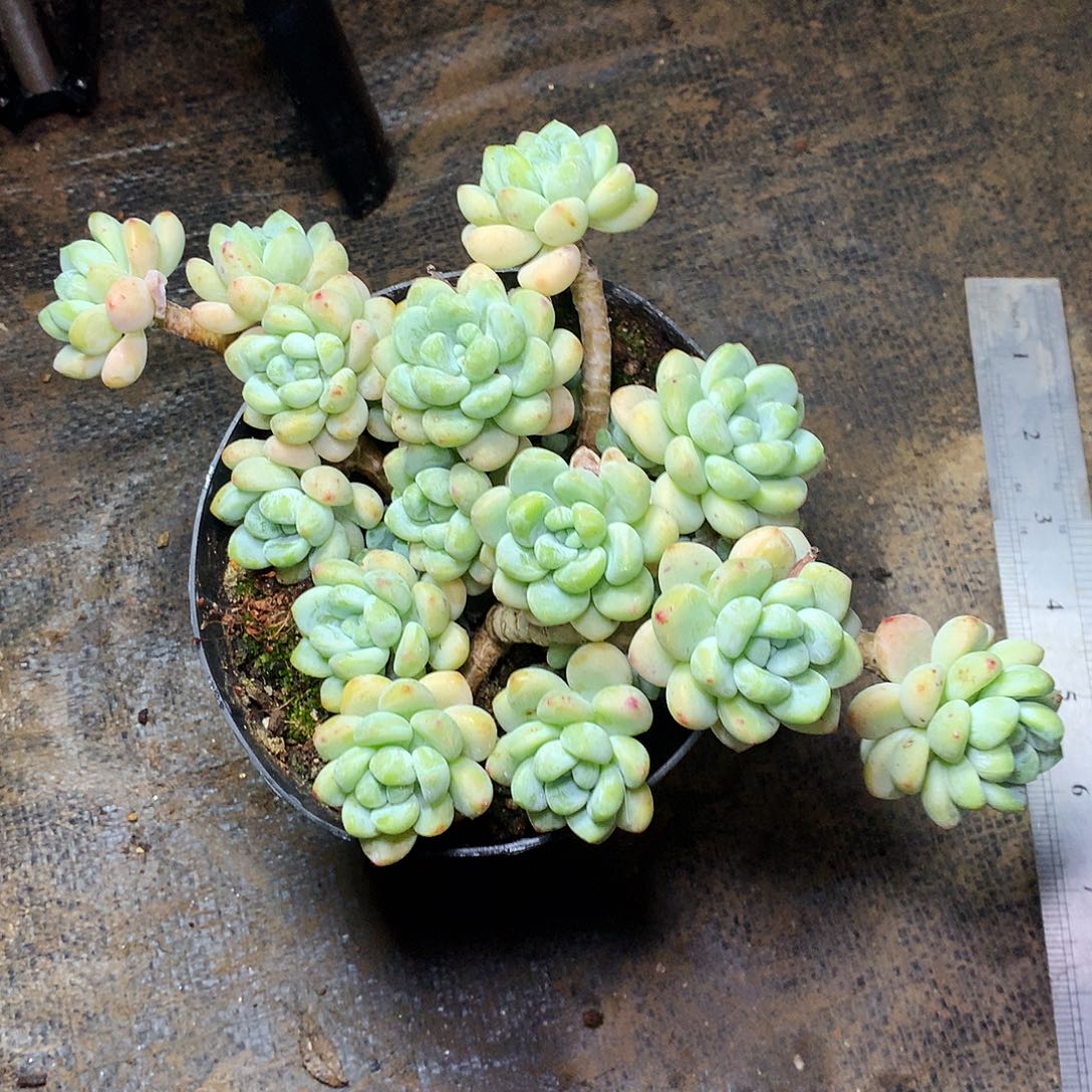 劳尔一物一拍15-26