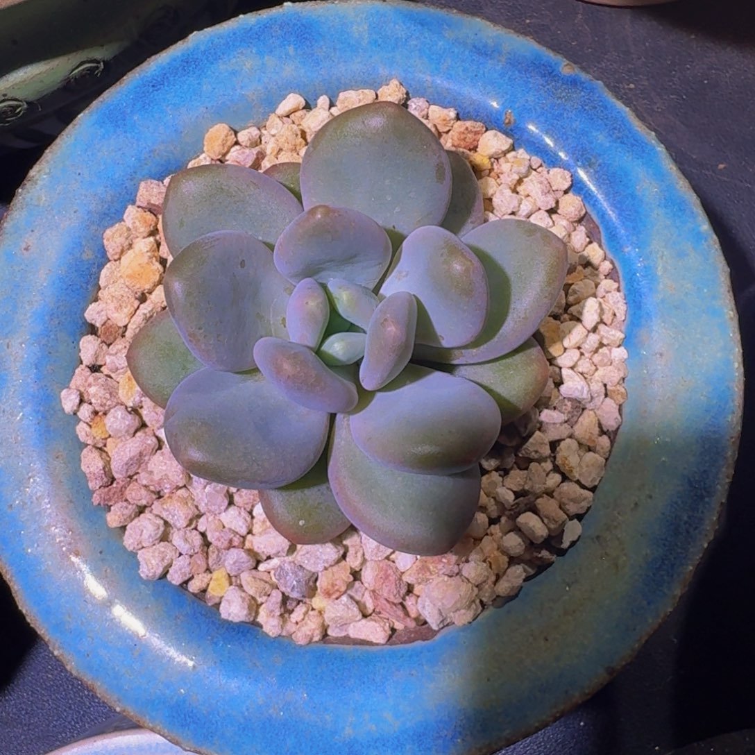 X系列美人新品 一物一拍