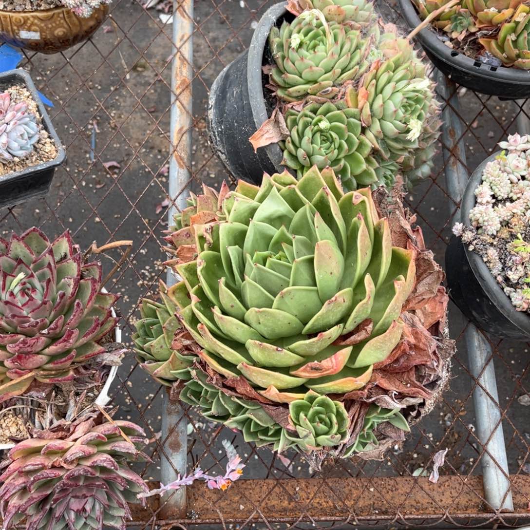 丽*梦166翠花多肉