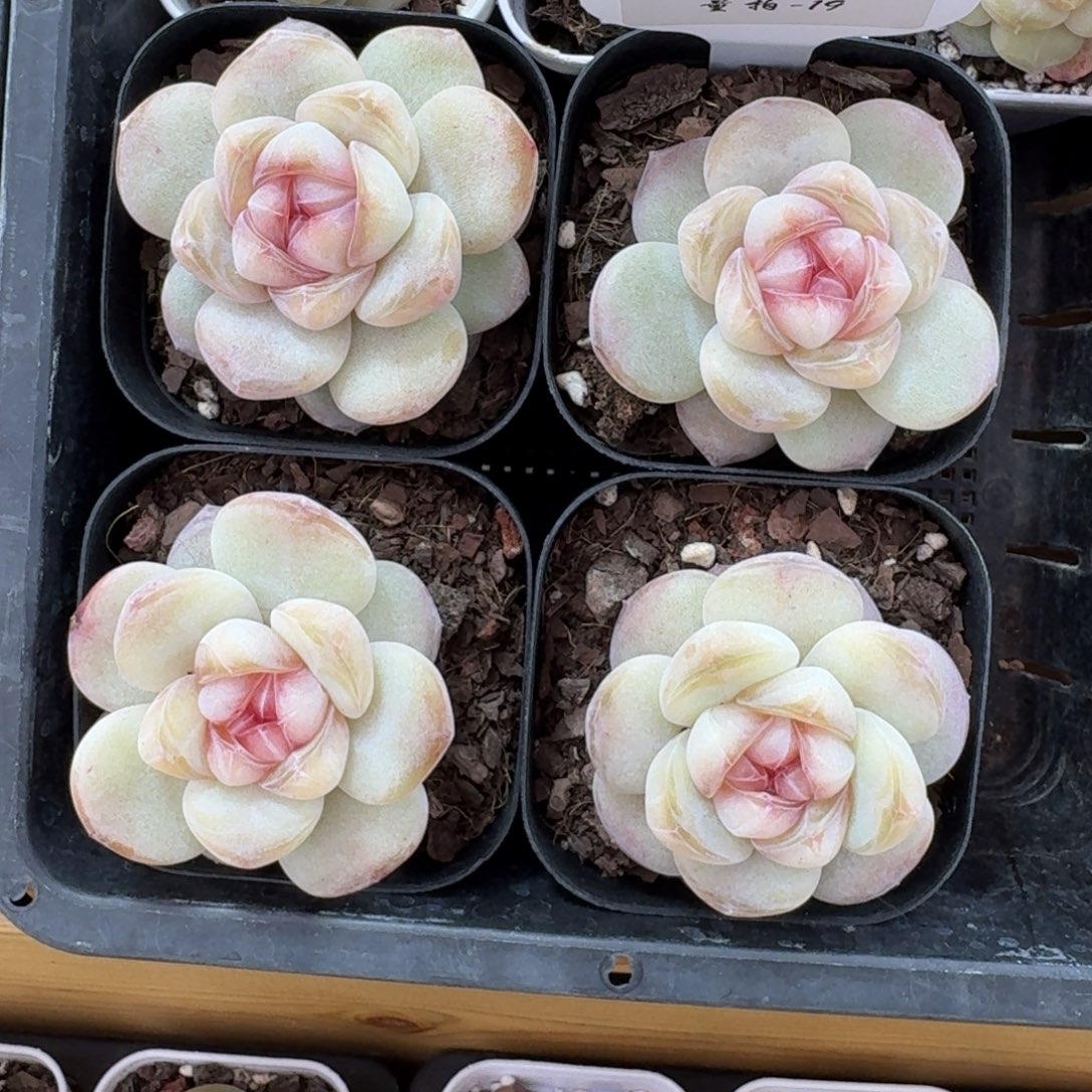 0103-019-果汁软糖一颗量拍