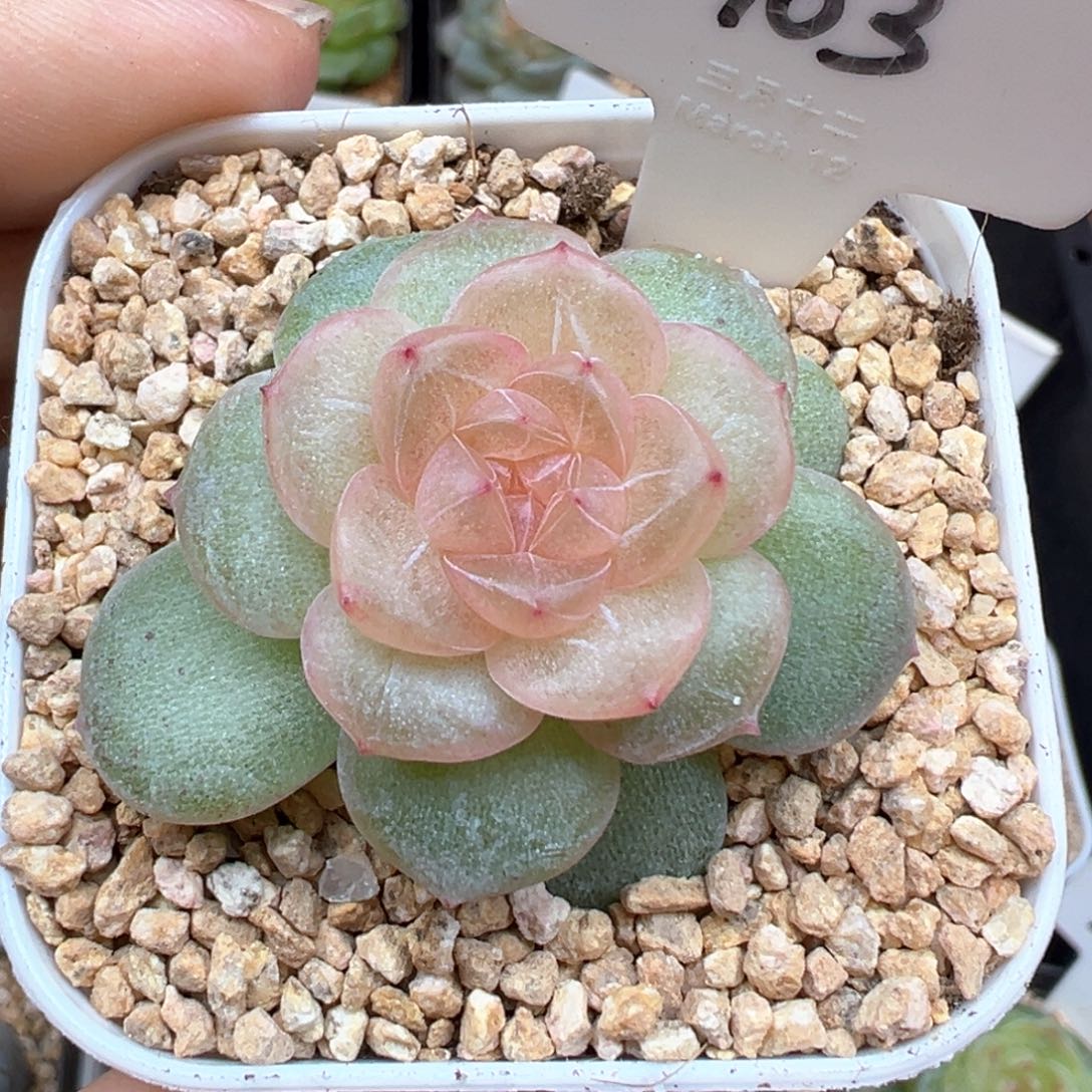 703号风花雪月系列仙音