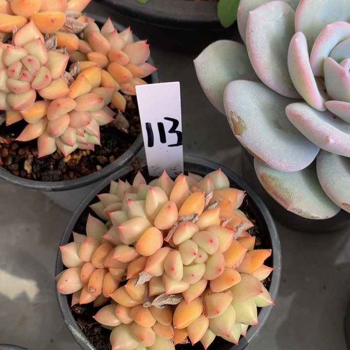 多肉植物727273737373