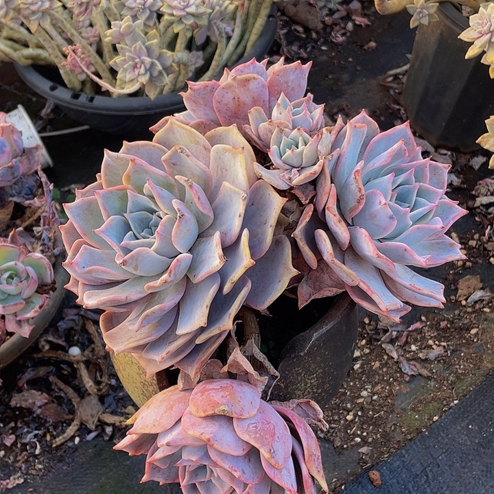 露西娜19.8多肉群生