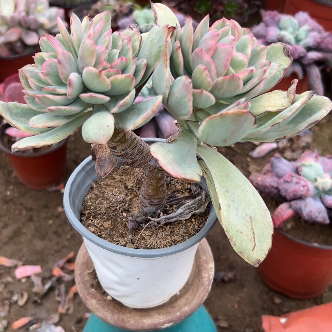 多肉植物绮罗锦老庄