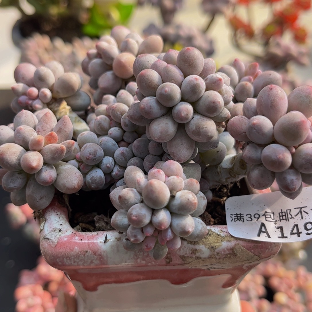 496/10cm香水手指多肉