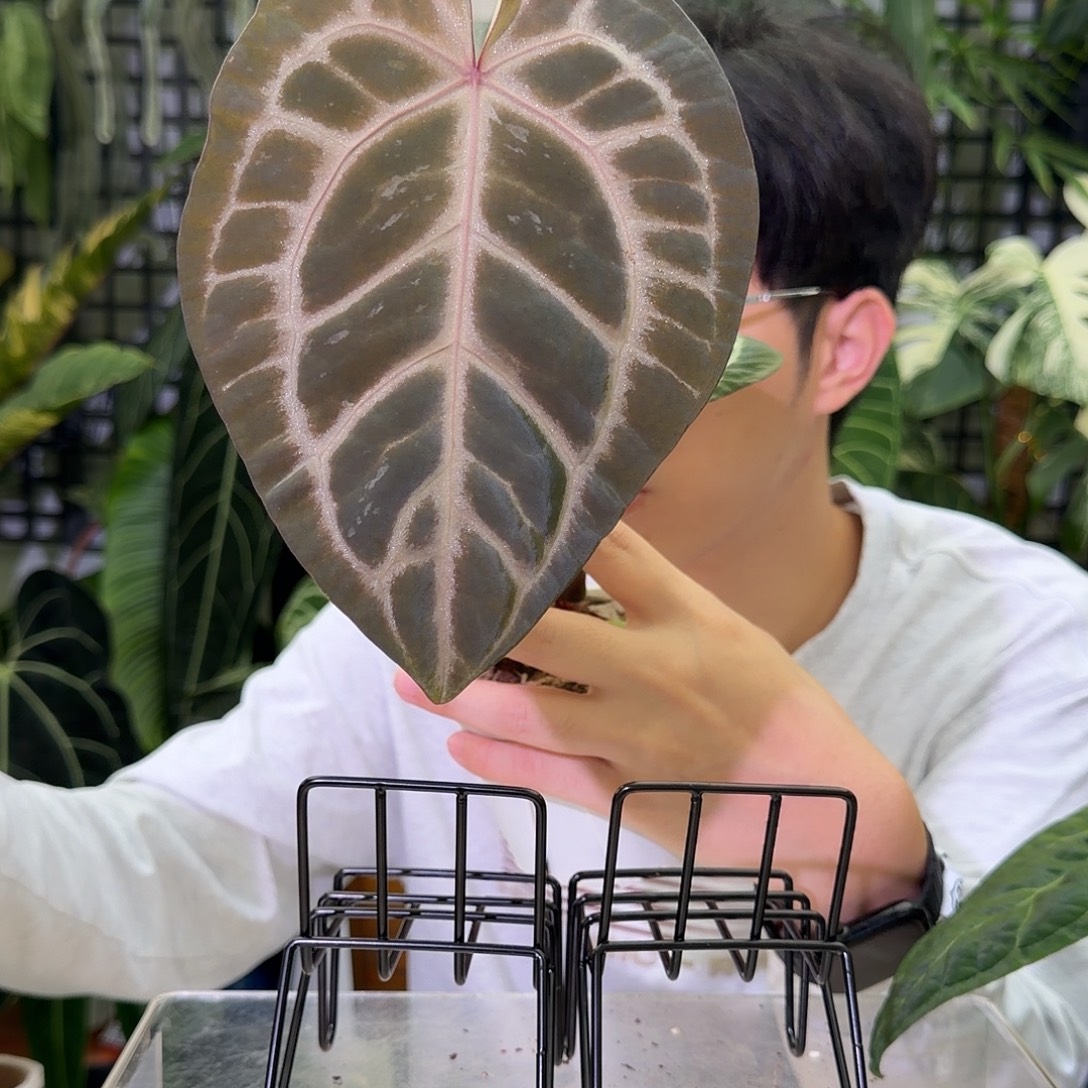 完全开放I30 神奇男孩杂紫铜