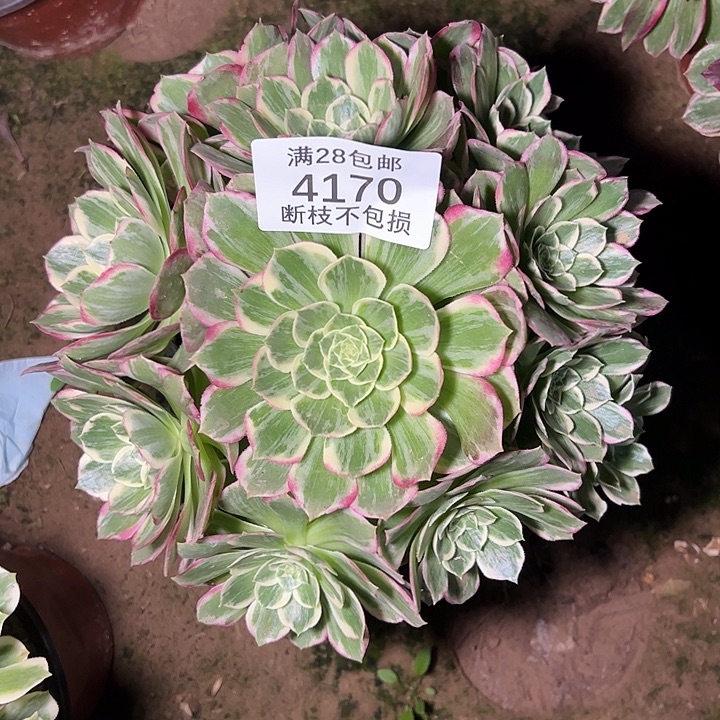 4170水蜜桃多肉植物