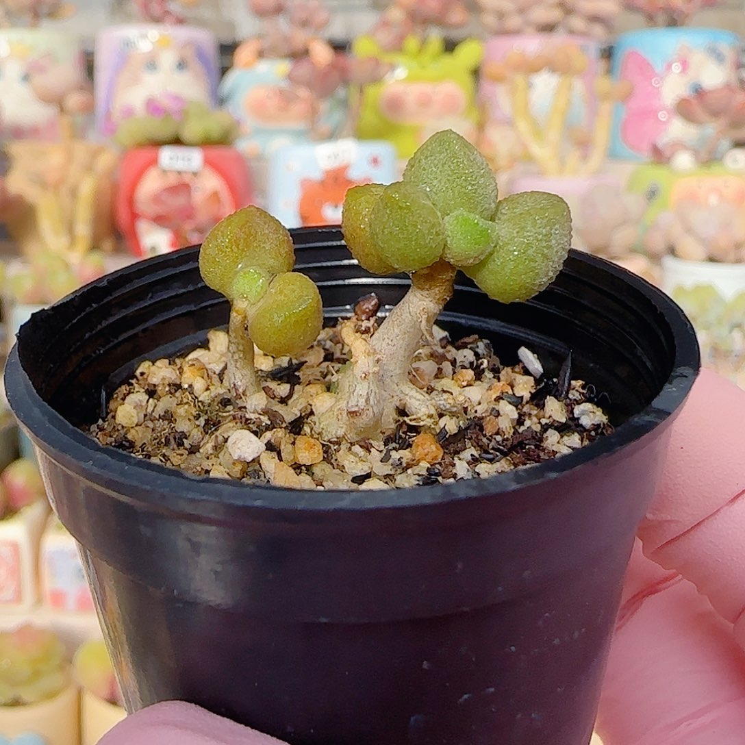 双头小银之卵 盆口3cm