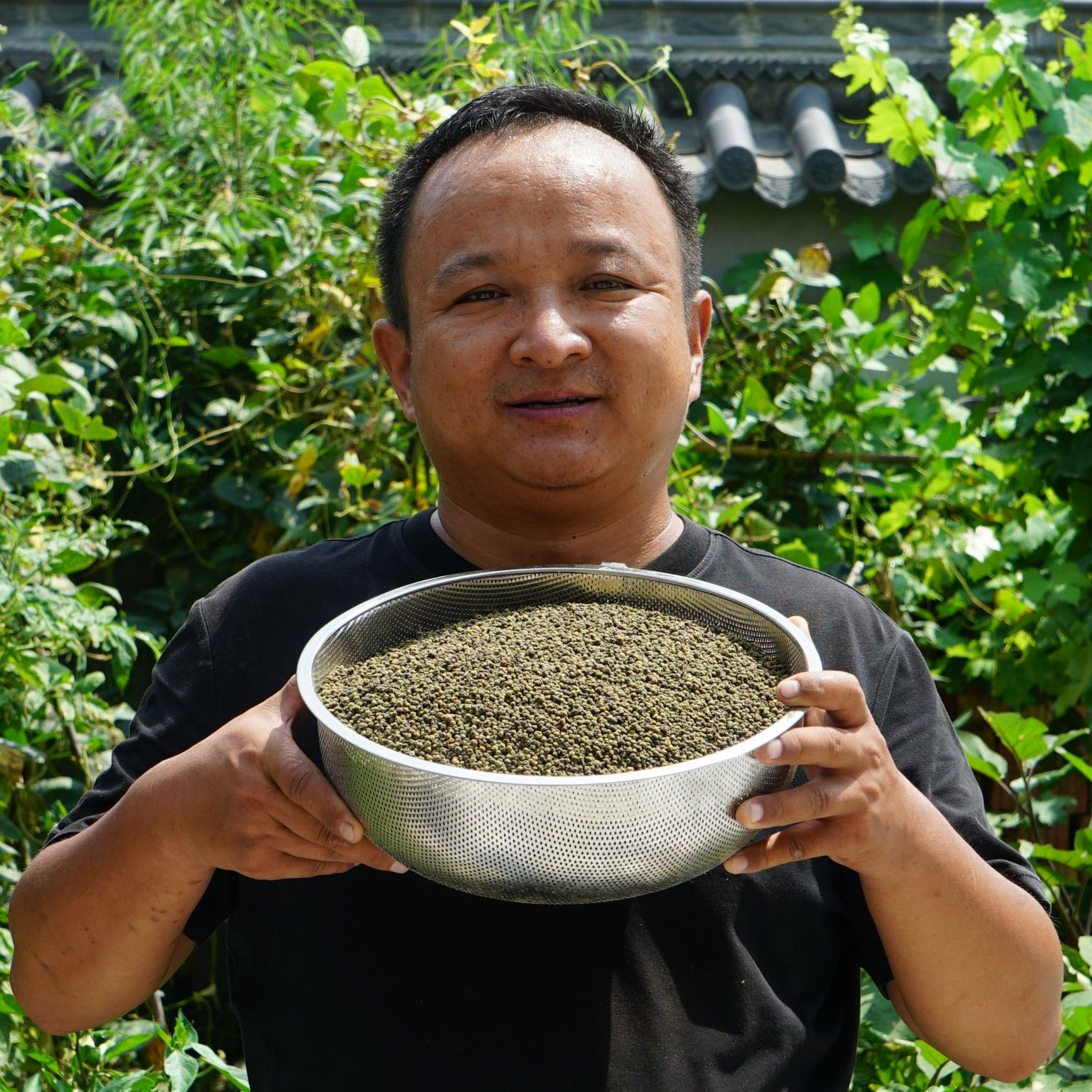 吴茱萸 江西吴茱萸 青吴茱萸吴萸 生的种植的小颗粒的