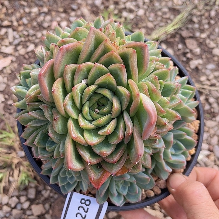 麦秆19228多肉植物