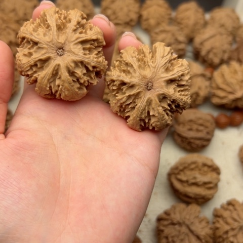 桃核吊坠可**贝秦岭山脉⛰️！秦岭南12