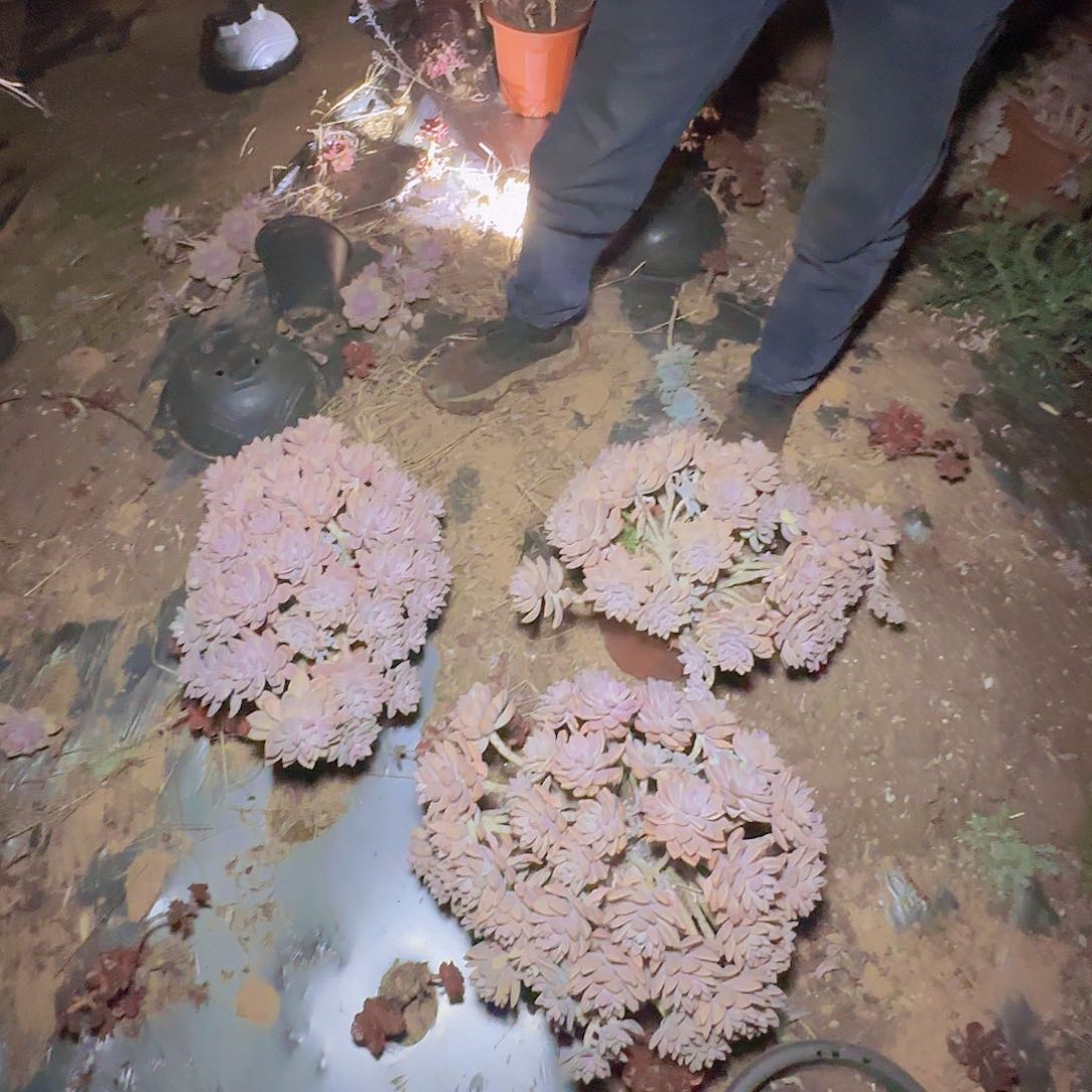 盆栽淡雪多肉16.88
