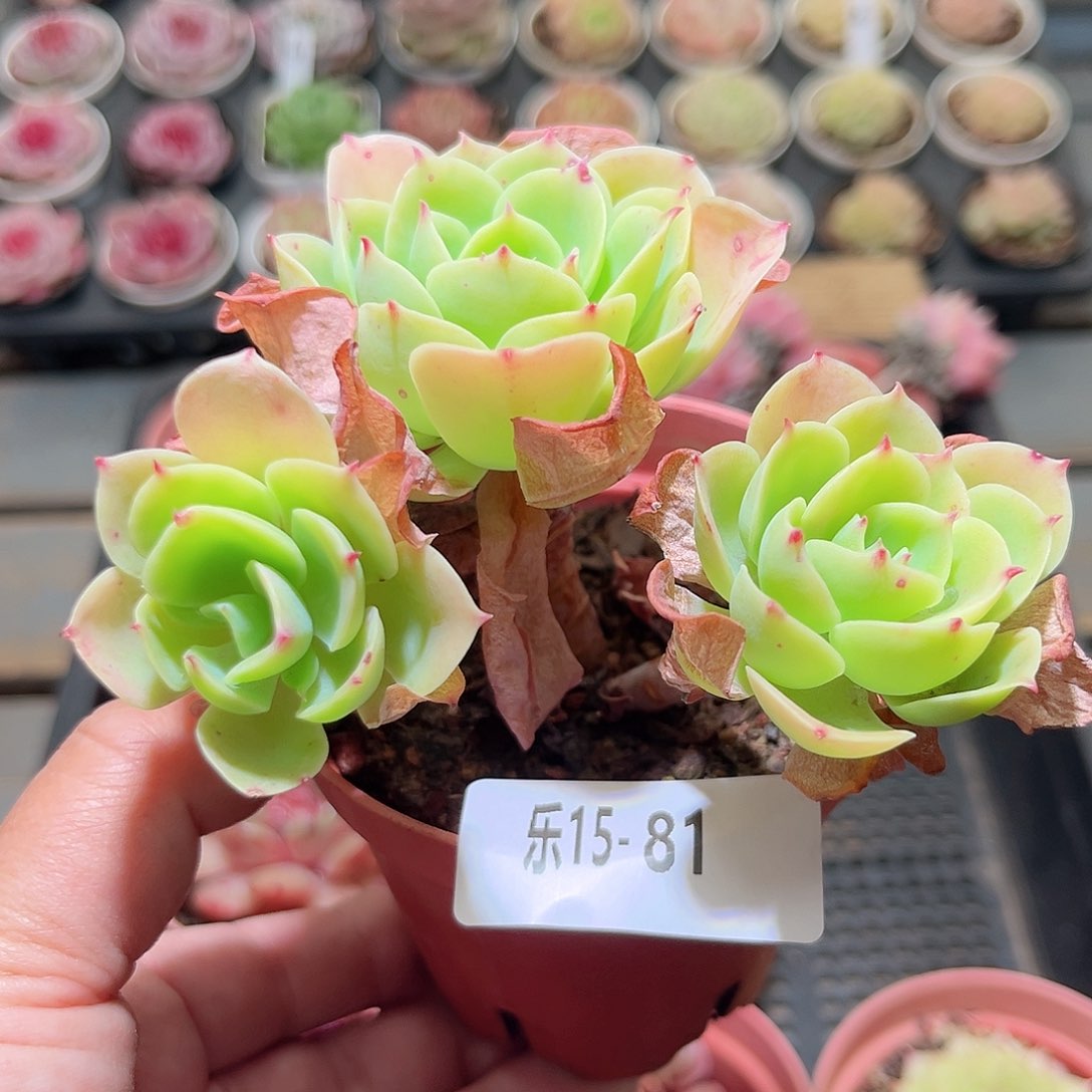 乐15-81 柠檬玫瑰