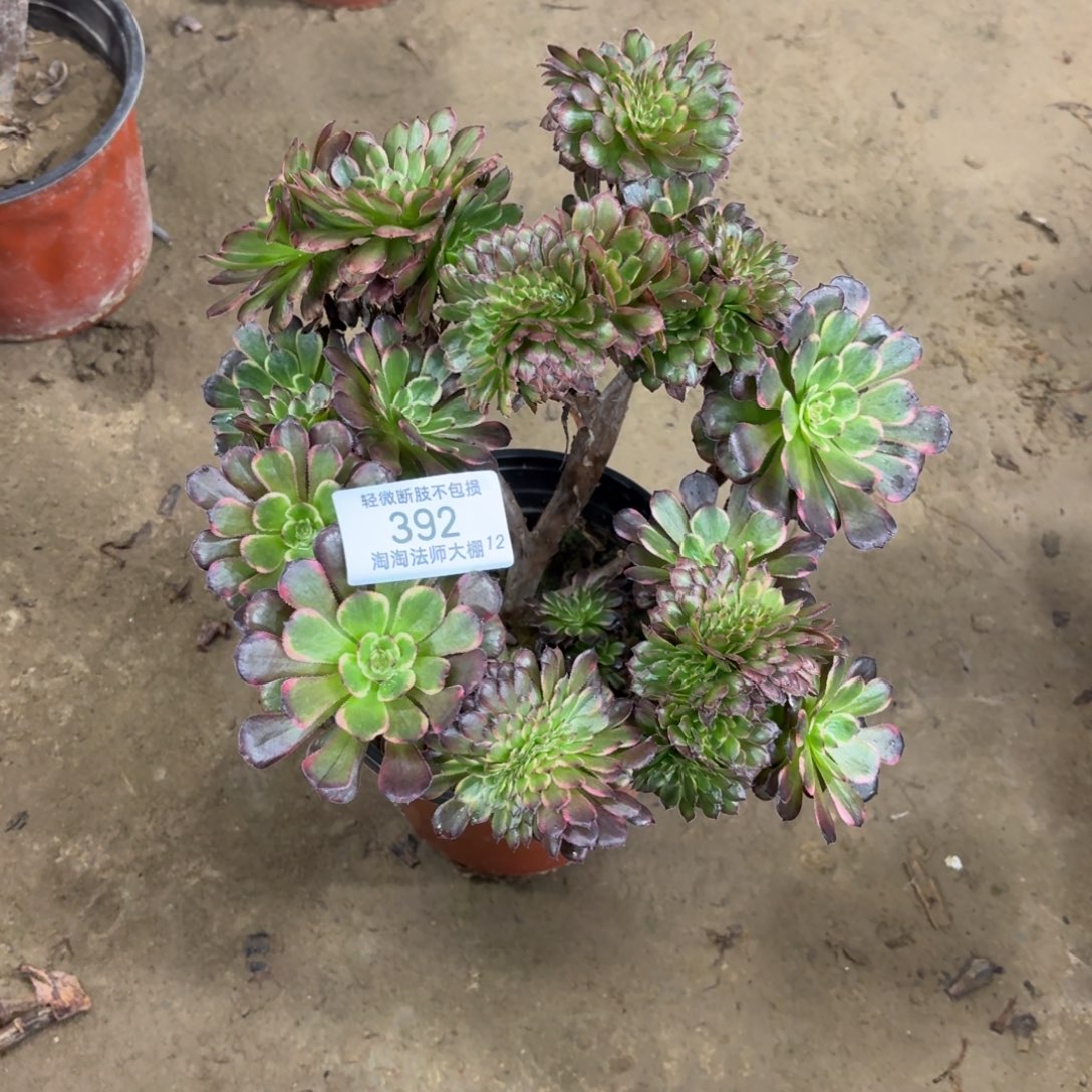 392黑金刚缀化丛林多肉