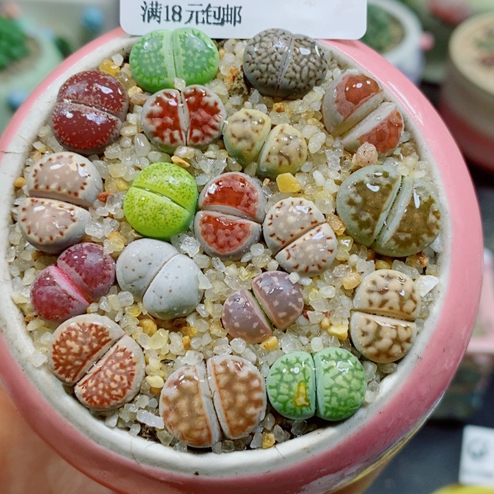生石花花花花花花花花427