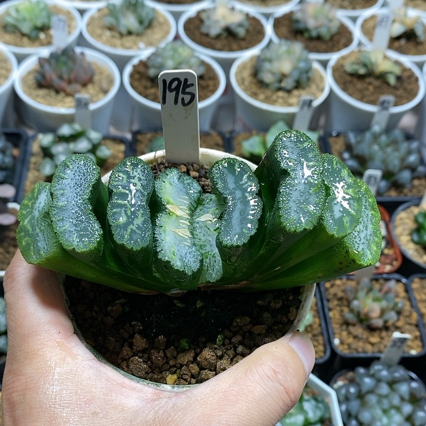 【闪购商品】195实生