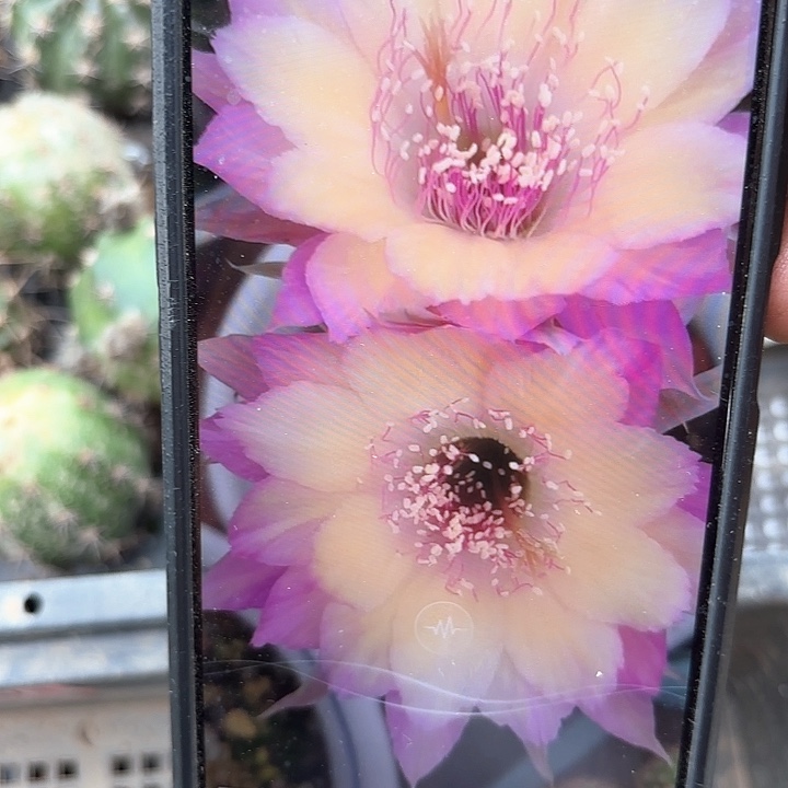 极光丽花侧牙20包邮仙人球36