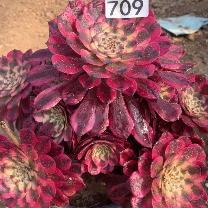 709多肉植物月蝉