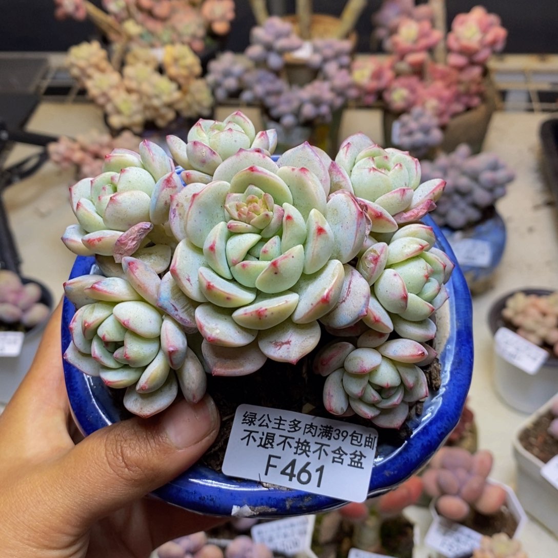 461丸叶香草多肉8cm
