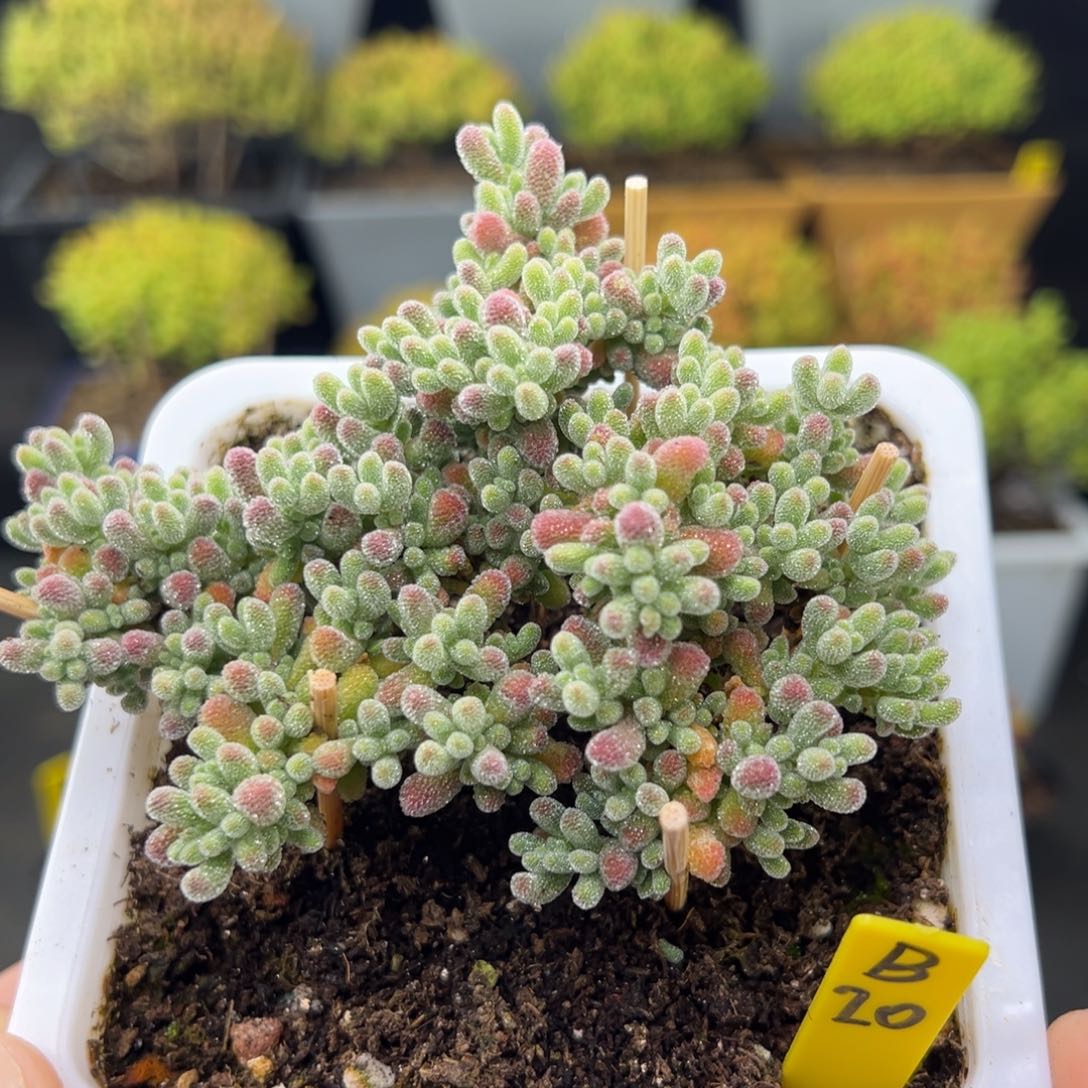 冰晶带盆带土发货