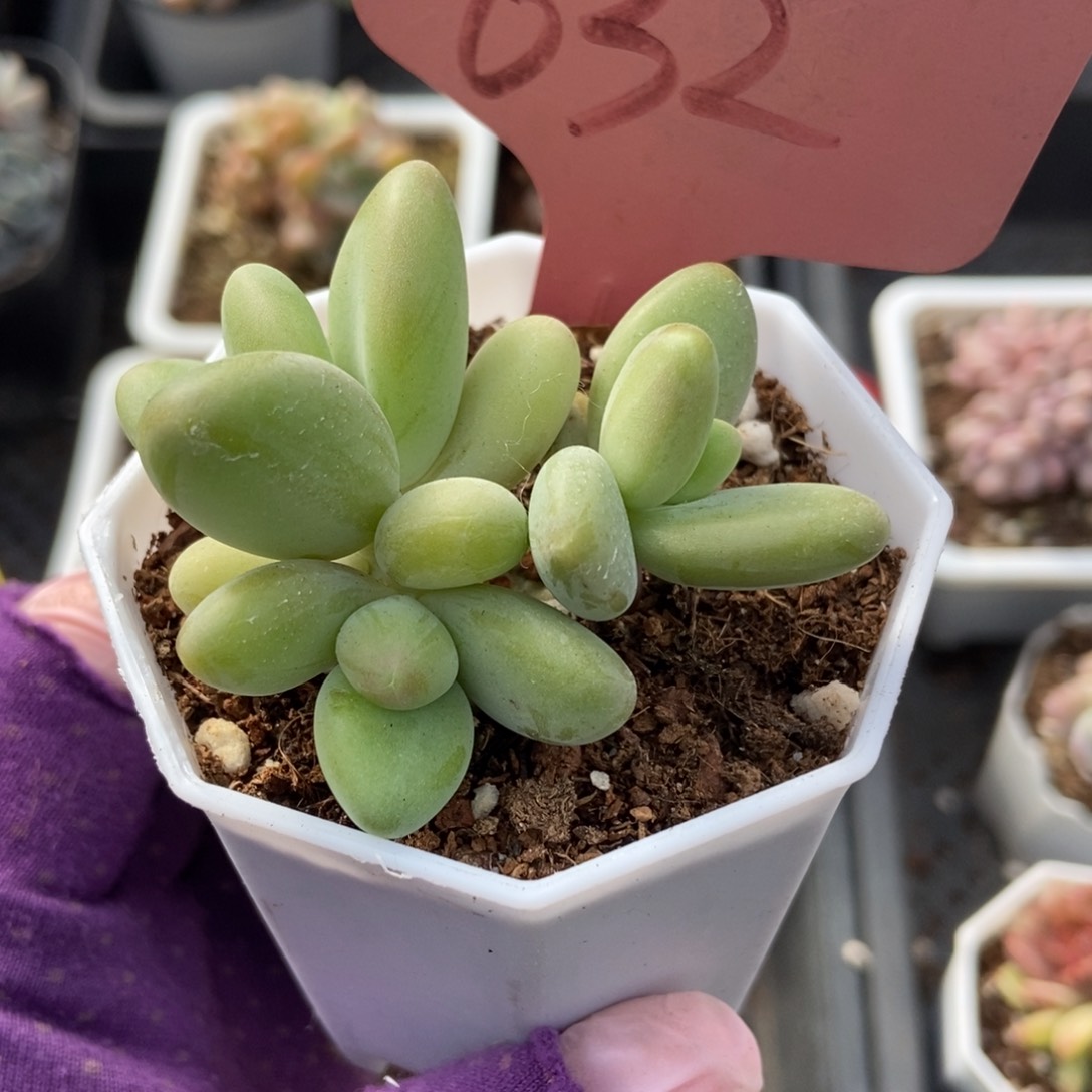 632芒果美人多肉植物