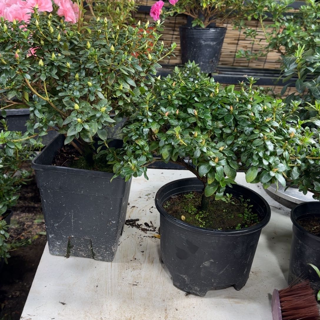 梓***傑完全开放鹃姬 鹃之舞