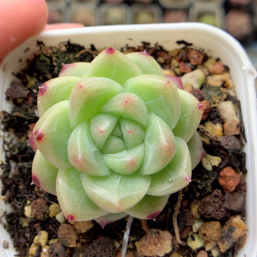 F127定繁编号M100