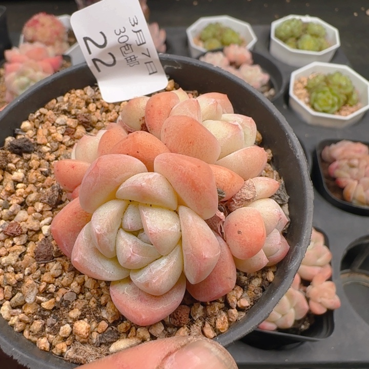 咕***～冰玉五头一颗脱土发货