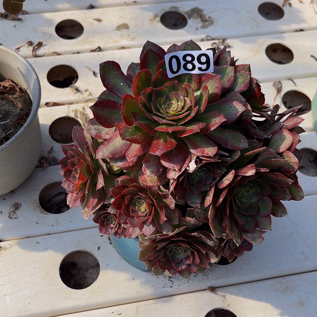 法师法师7–32包邮法师