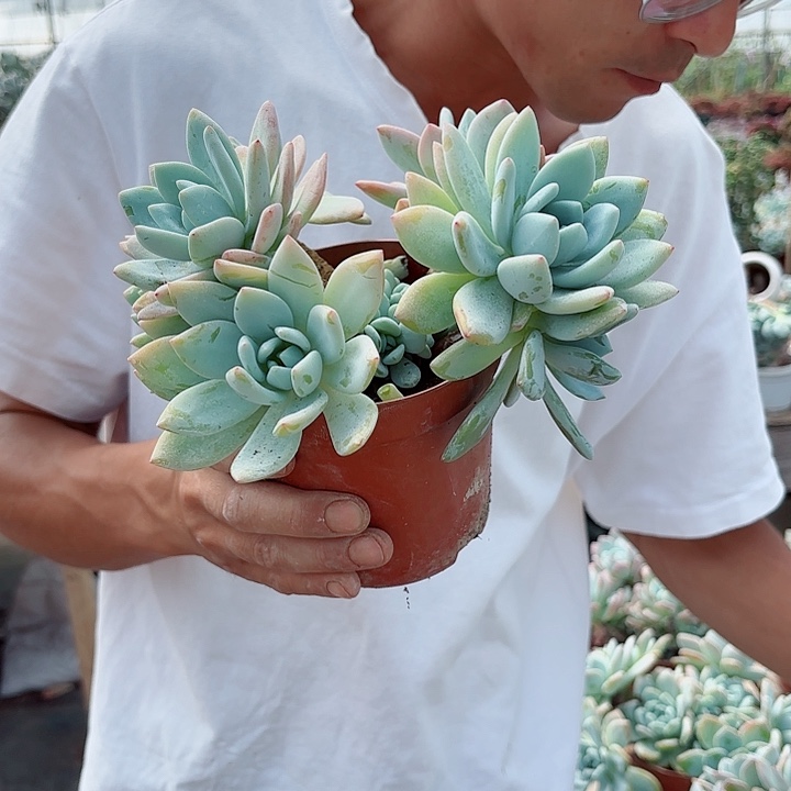 一物一拍多肉30号