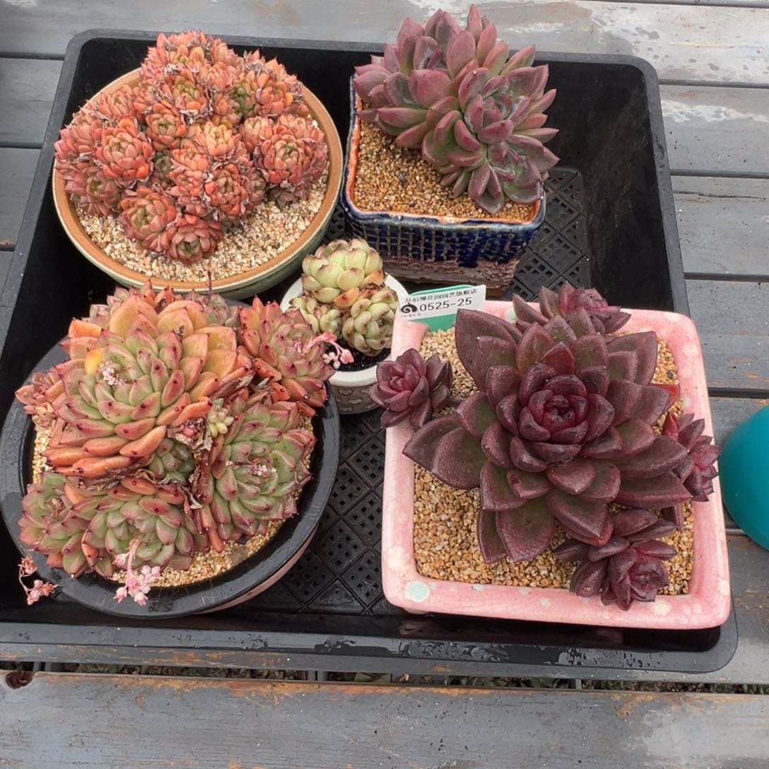 傻**缘从前慢多肉精选编号0525.25