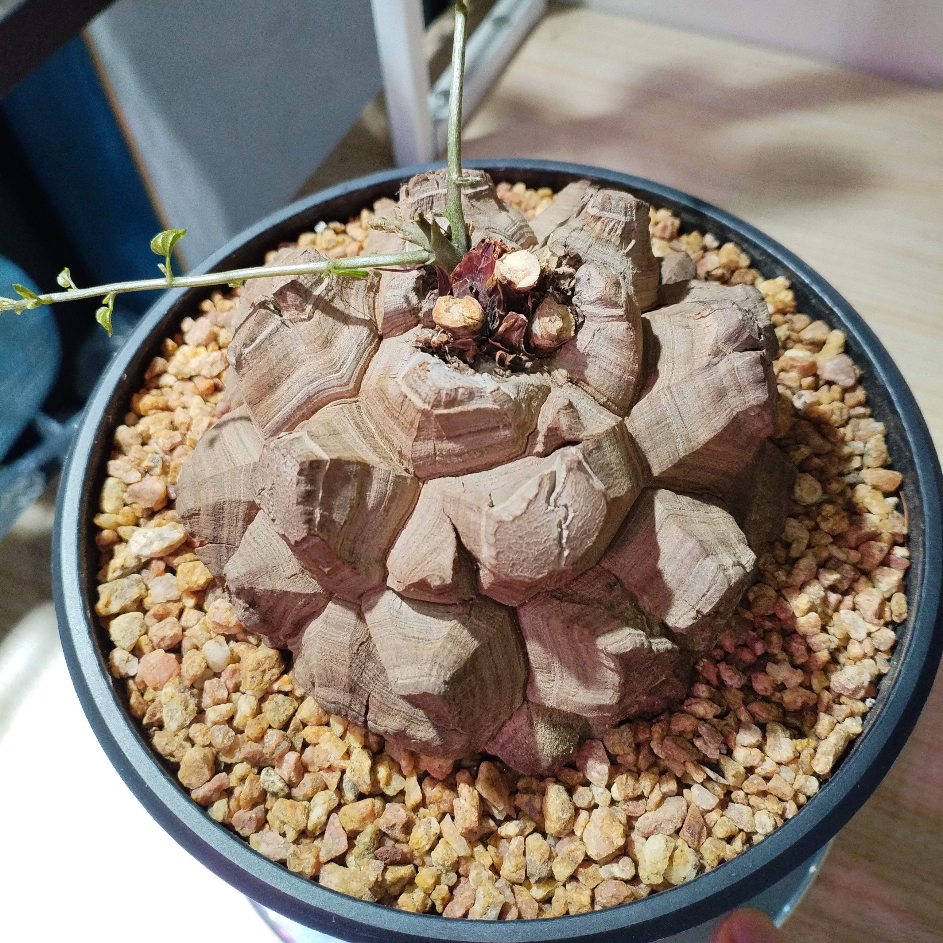 稀有龟甲龙实生块根多肉植物爬藤绿植盆栽带叶发货
