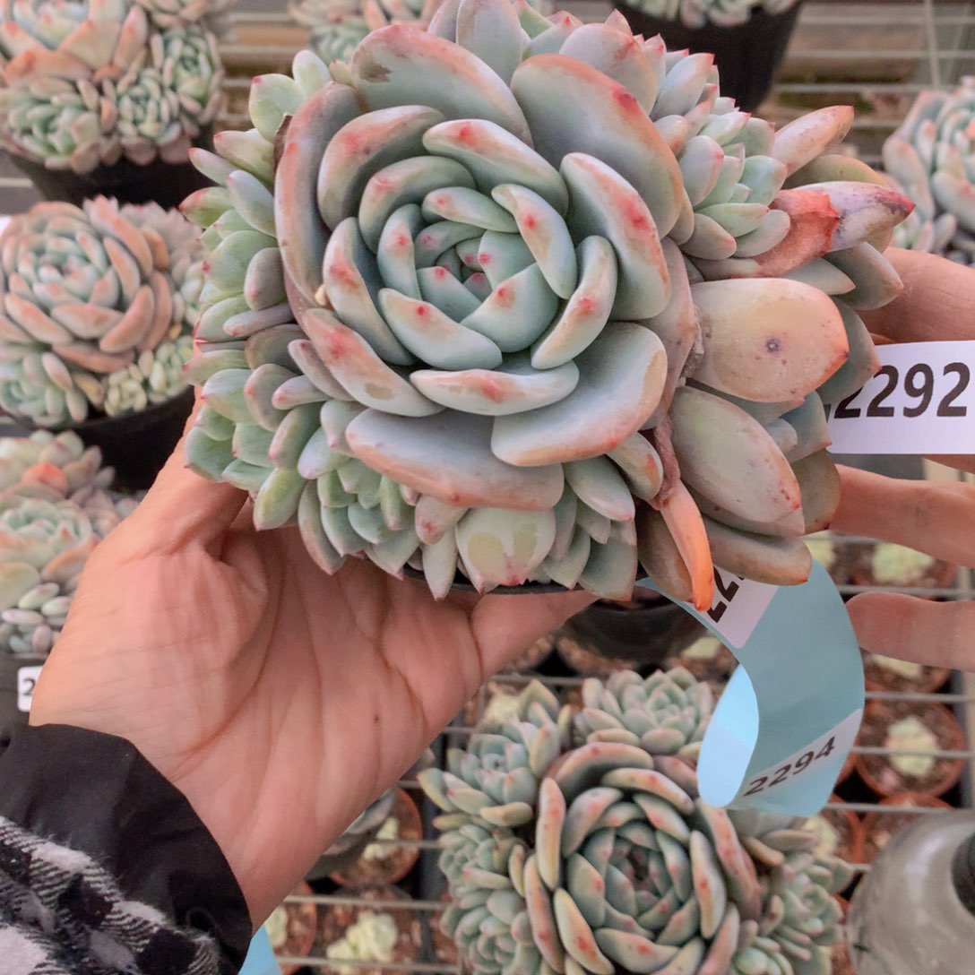 2292多头一个大帅哥！抖音短线