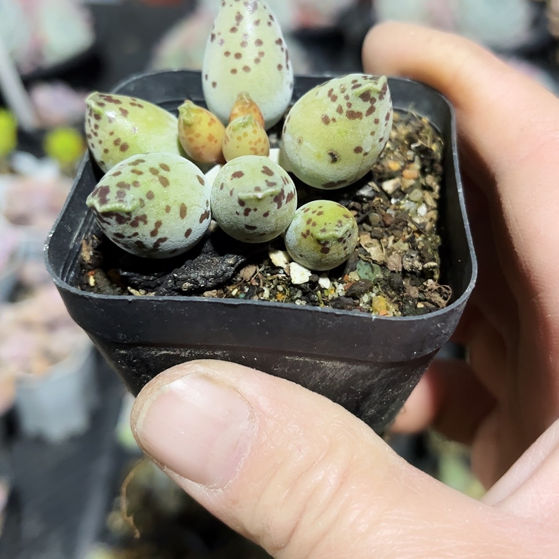 S***r18多肉植物提取天然草本配方