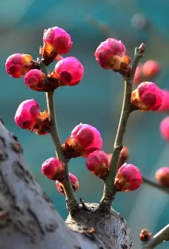 红梅傲雪 耐寒性强 庭院造景优选