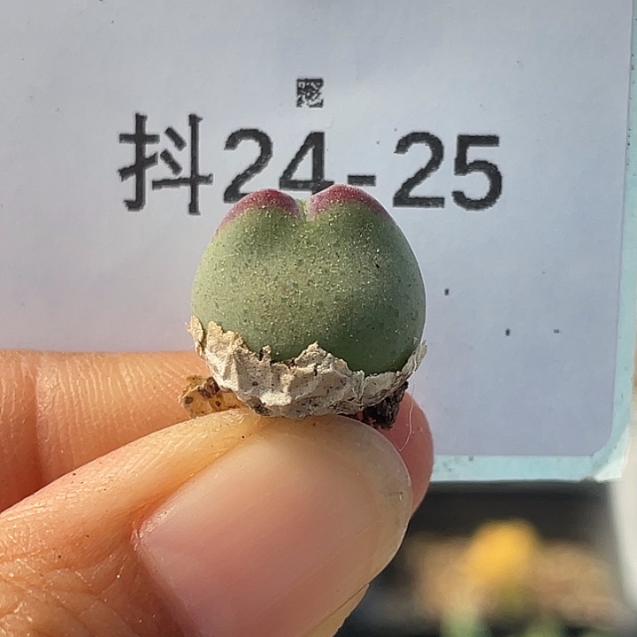 24-25比卡丘多肉植物