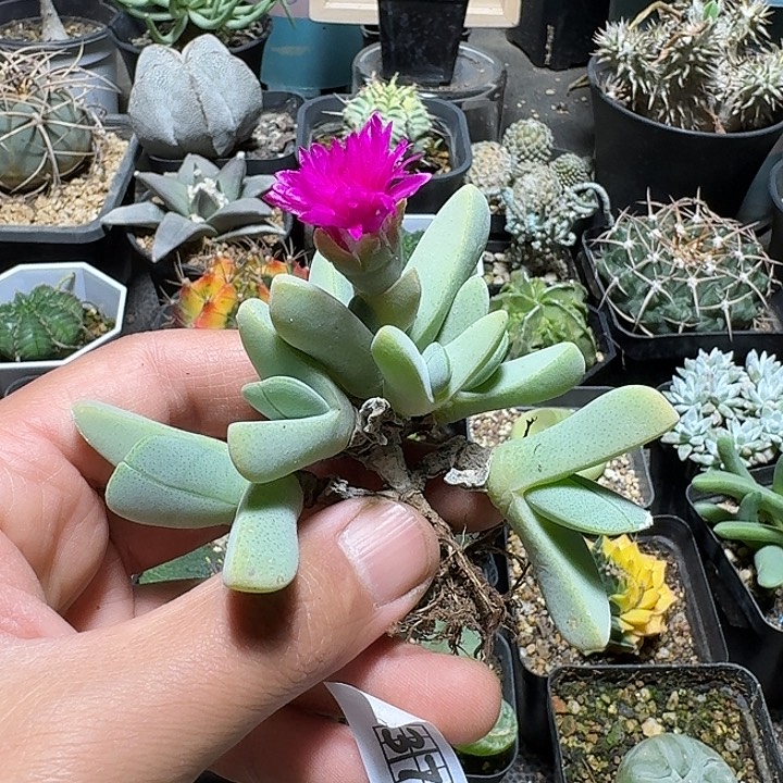 373紫花虾钳脱土发货