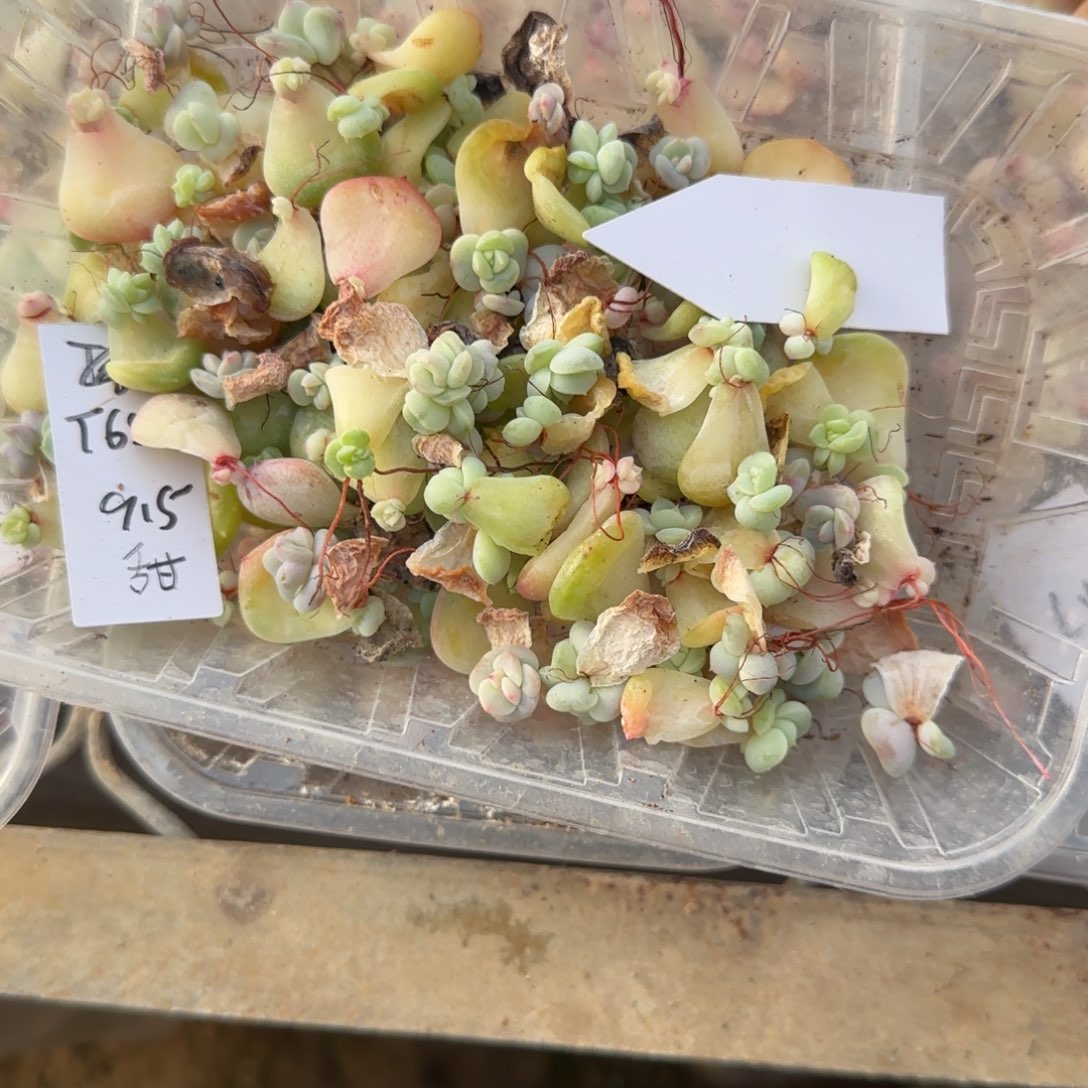 5个656 芝麻穴满25包邮