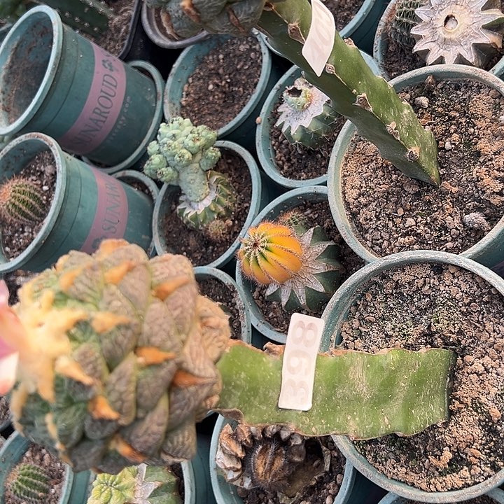 牛***宝398，400号仙人球开花了