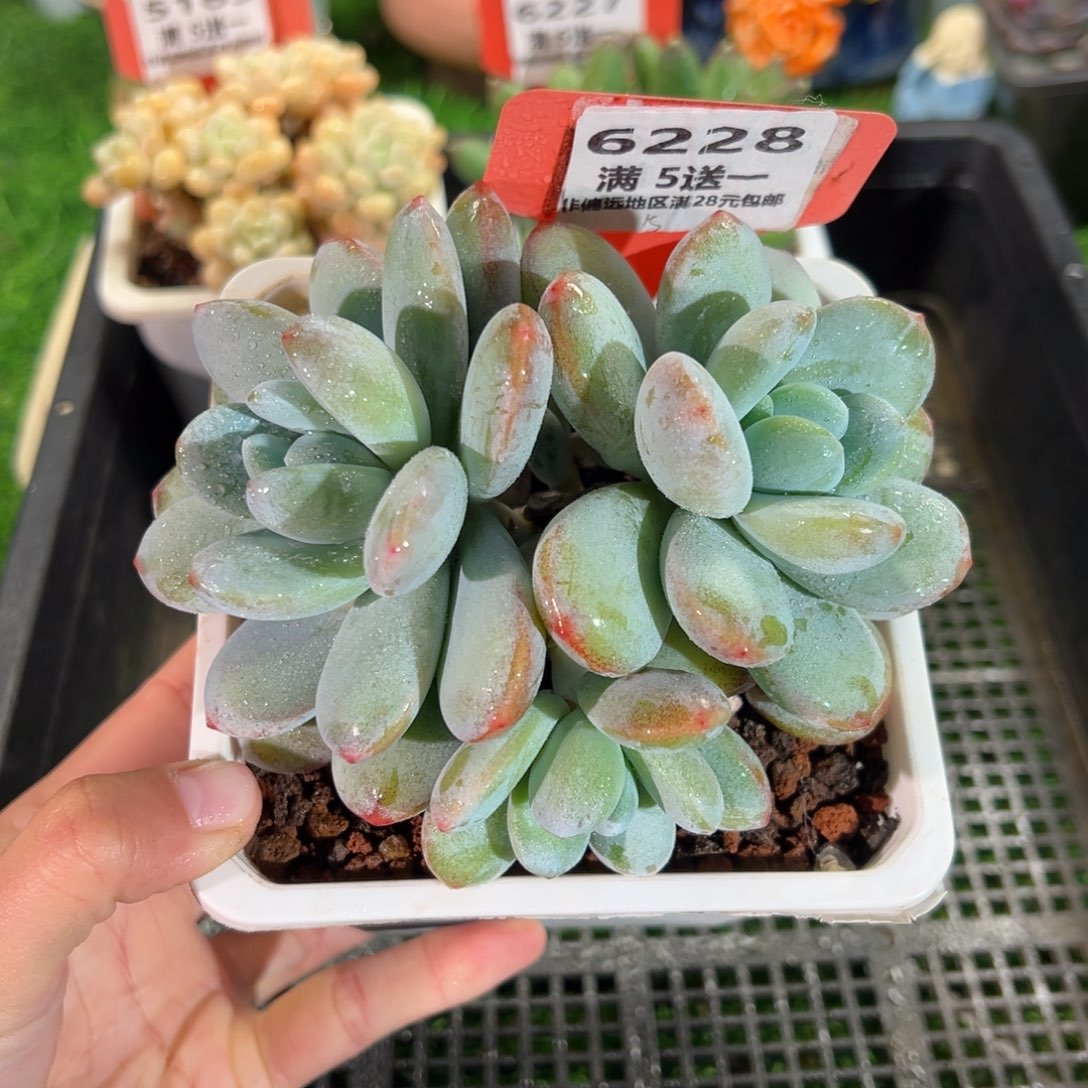 表妹精品多肉6228.