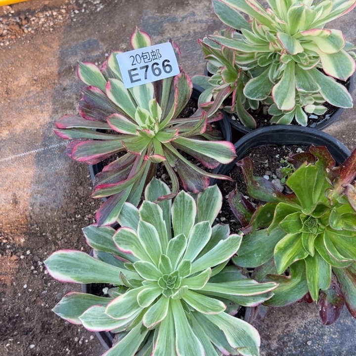 多肉植物766不售后