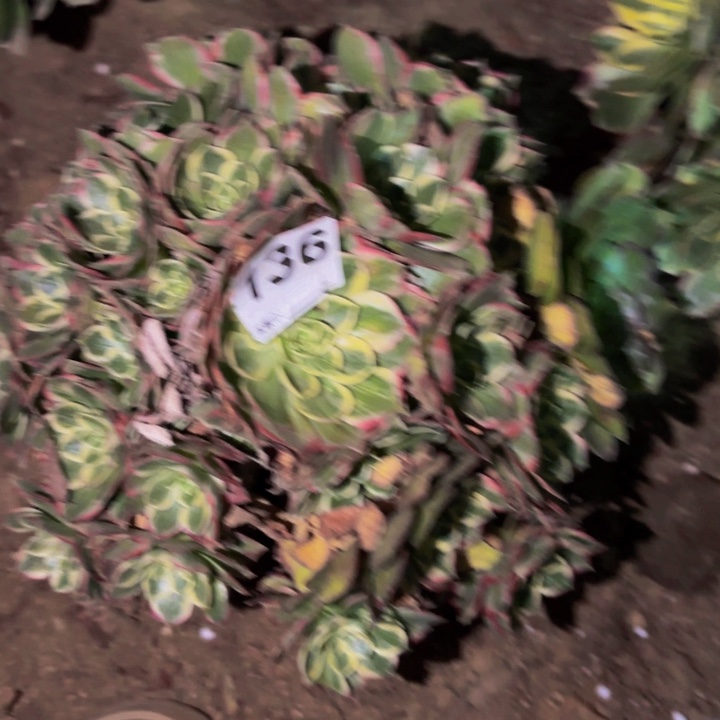 136海仙多肉植物不售后