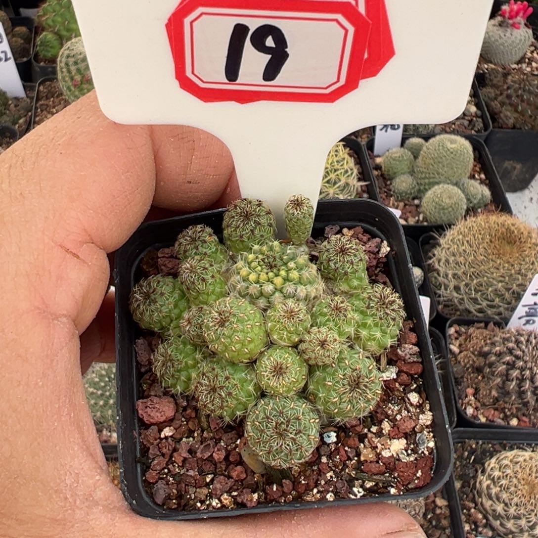 19往事多肉园仙人球开花