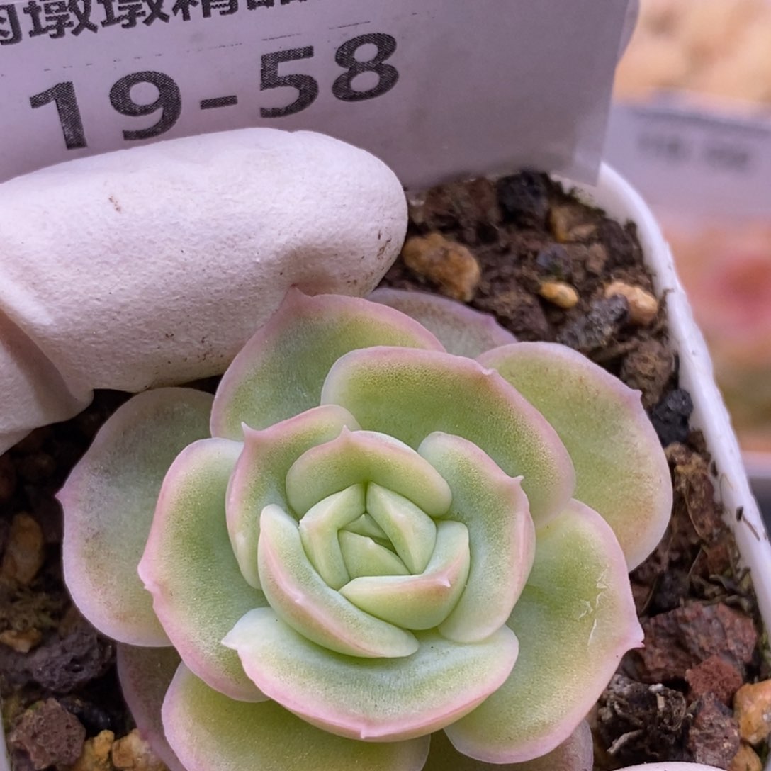 【闪购商品】19-58虾饺