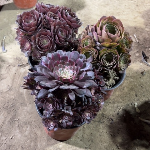 445多肉植物组合