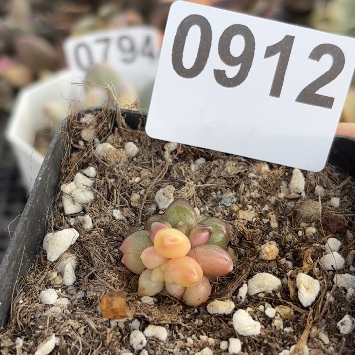 多肉植物满18包邮当场凑单